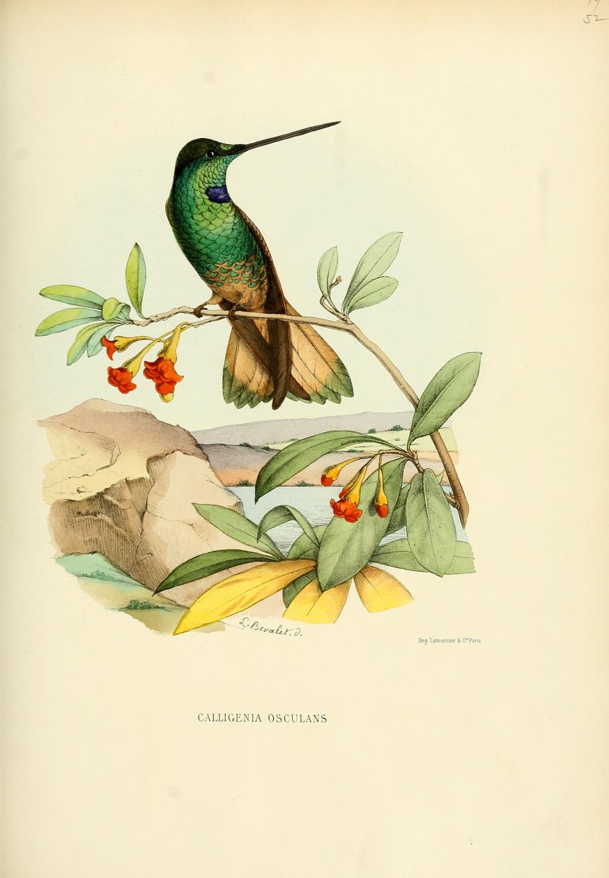 Calligenia líbání = Coeligena líbání od Louis Victor Bevalet