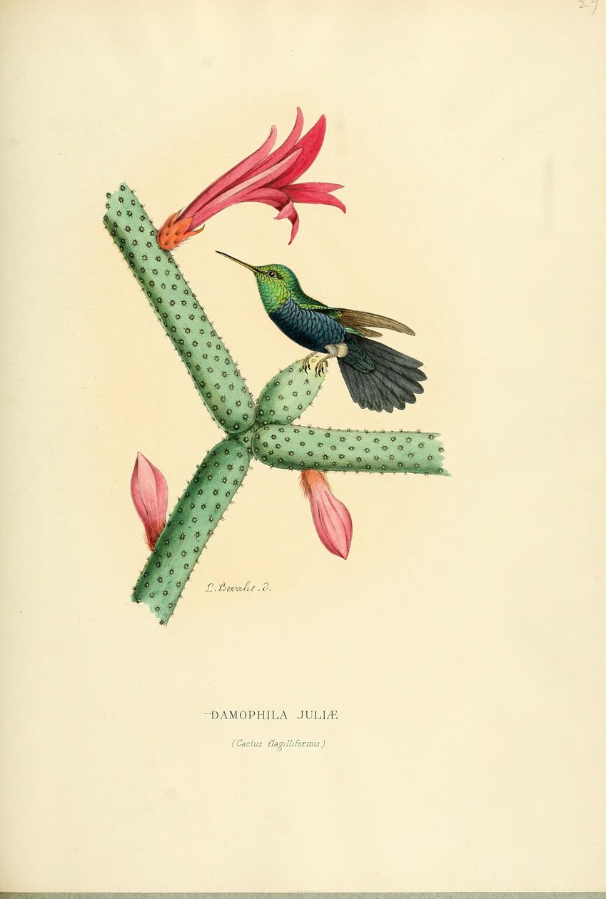 Damophila julia od Louis Victor Bevalet