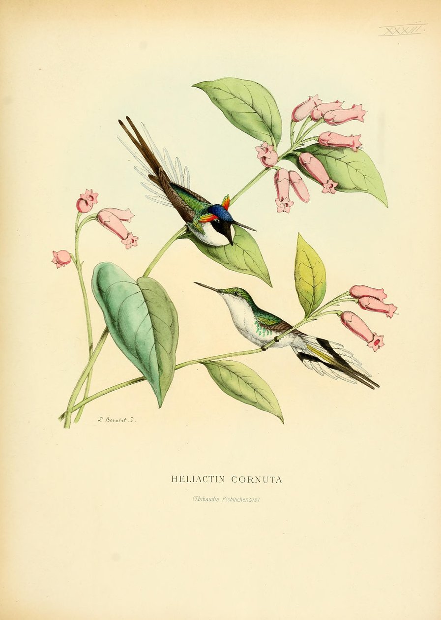 Heliactin cornuta od Louis Victor Bevalet