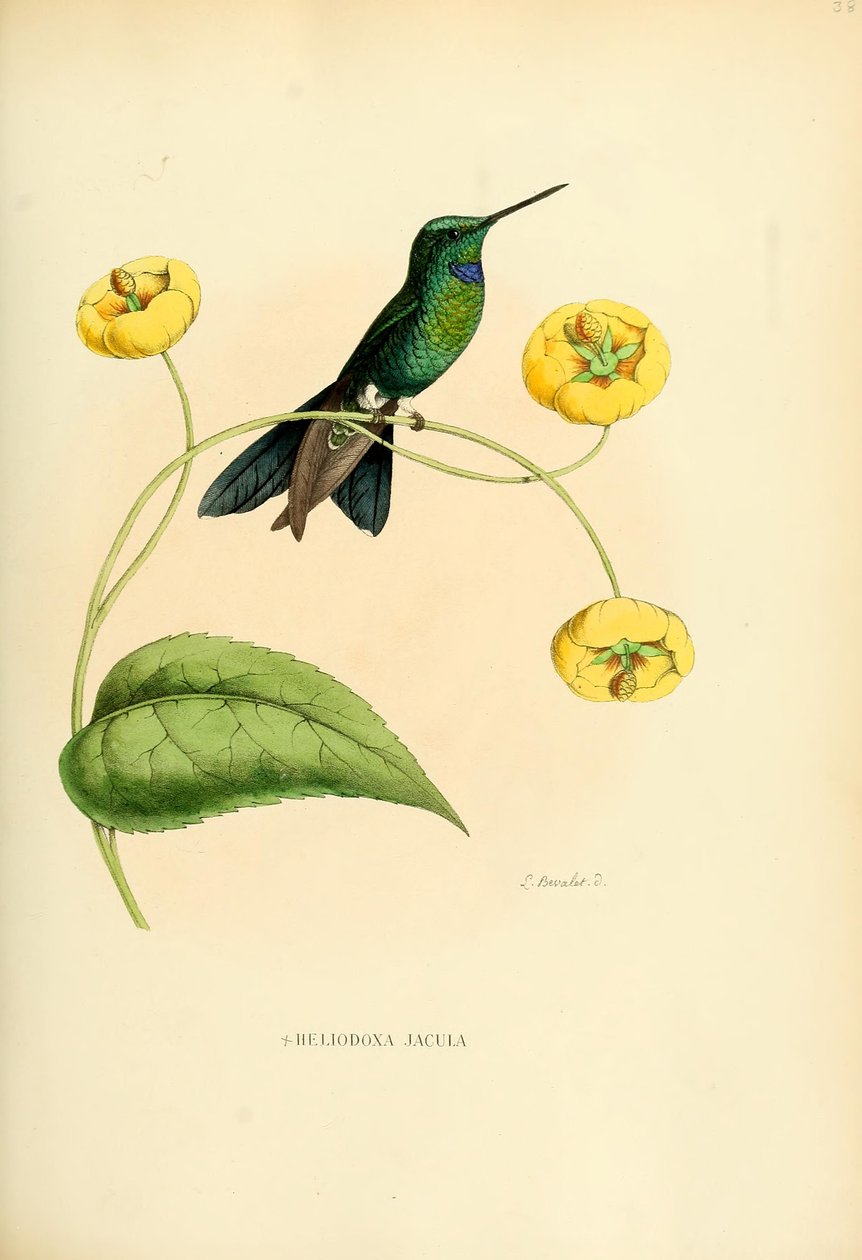 Šipky Heliodox od Louis Victor Bevalet