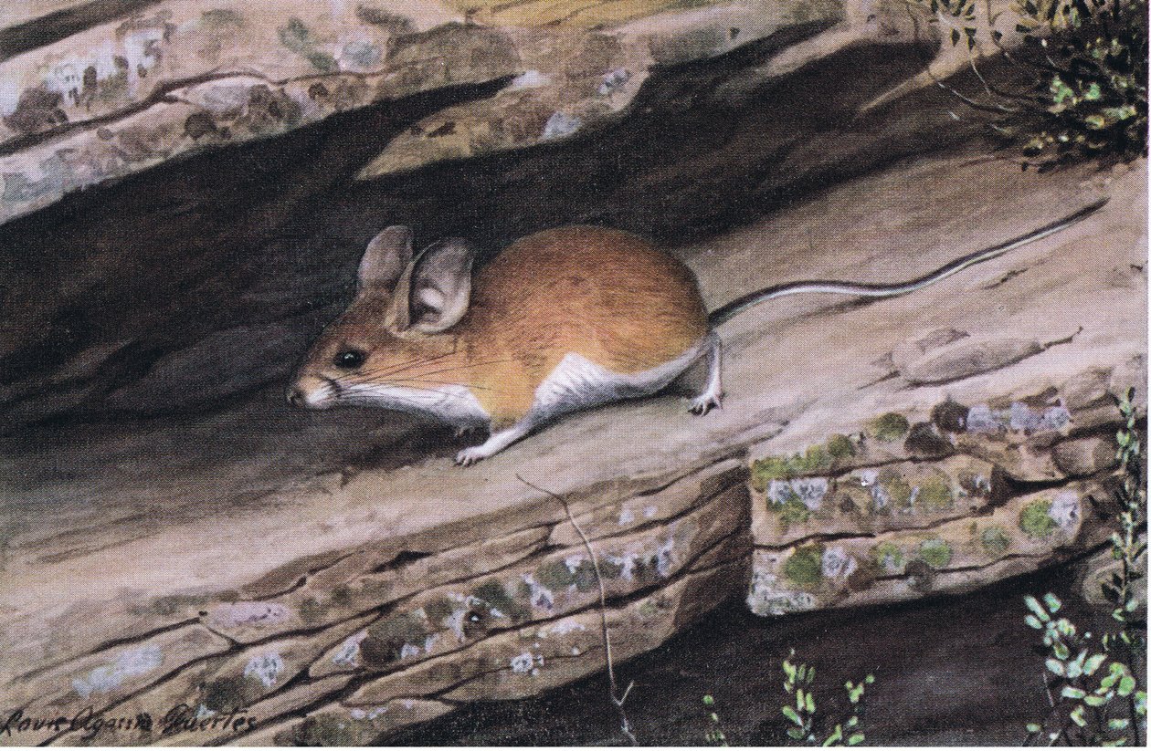Big Eared Pastorek Mouse představuje klan bílých nohou v drsných kaňonech jihozápadu od Louis Agassiz Fuertes