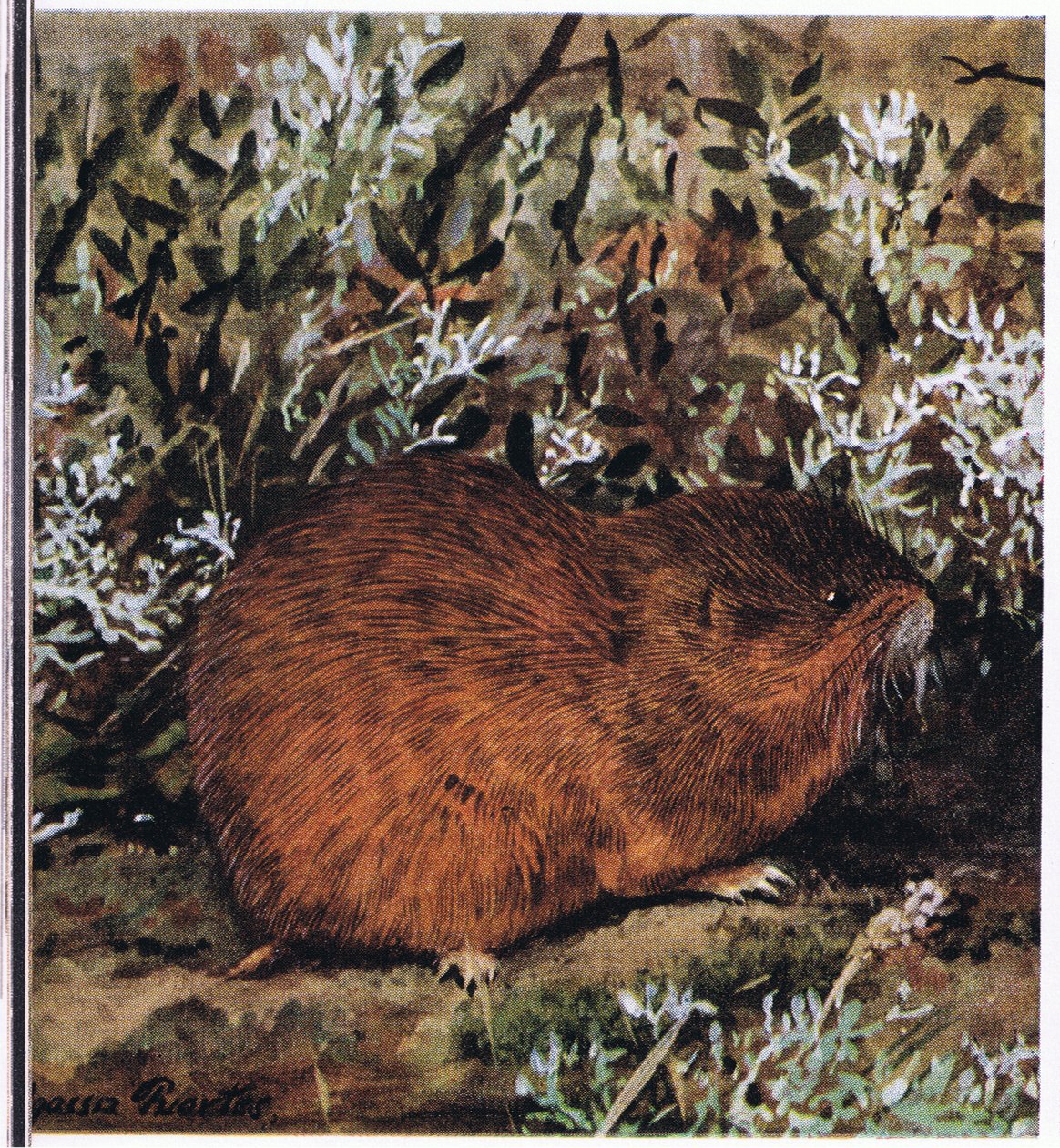 Brown Lemming, podsaditý hlodavec, který žije v pláství tunelů od Louis Agassiz Fuertes
