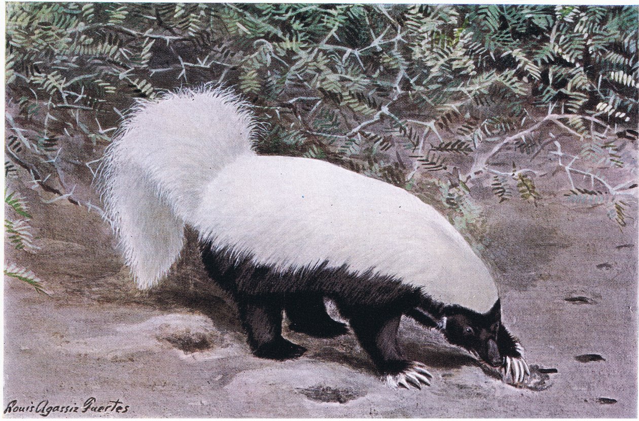 Hog Nosed Skunk, bílý vršek, černý spodek, hledá potravu údery dlouhými drápy od Louis Agassiz Fuertes