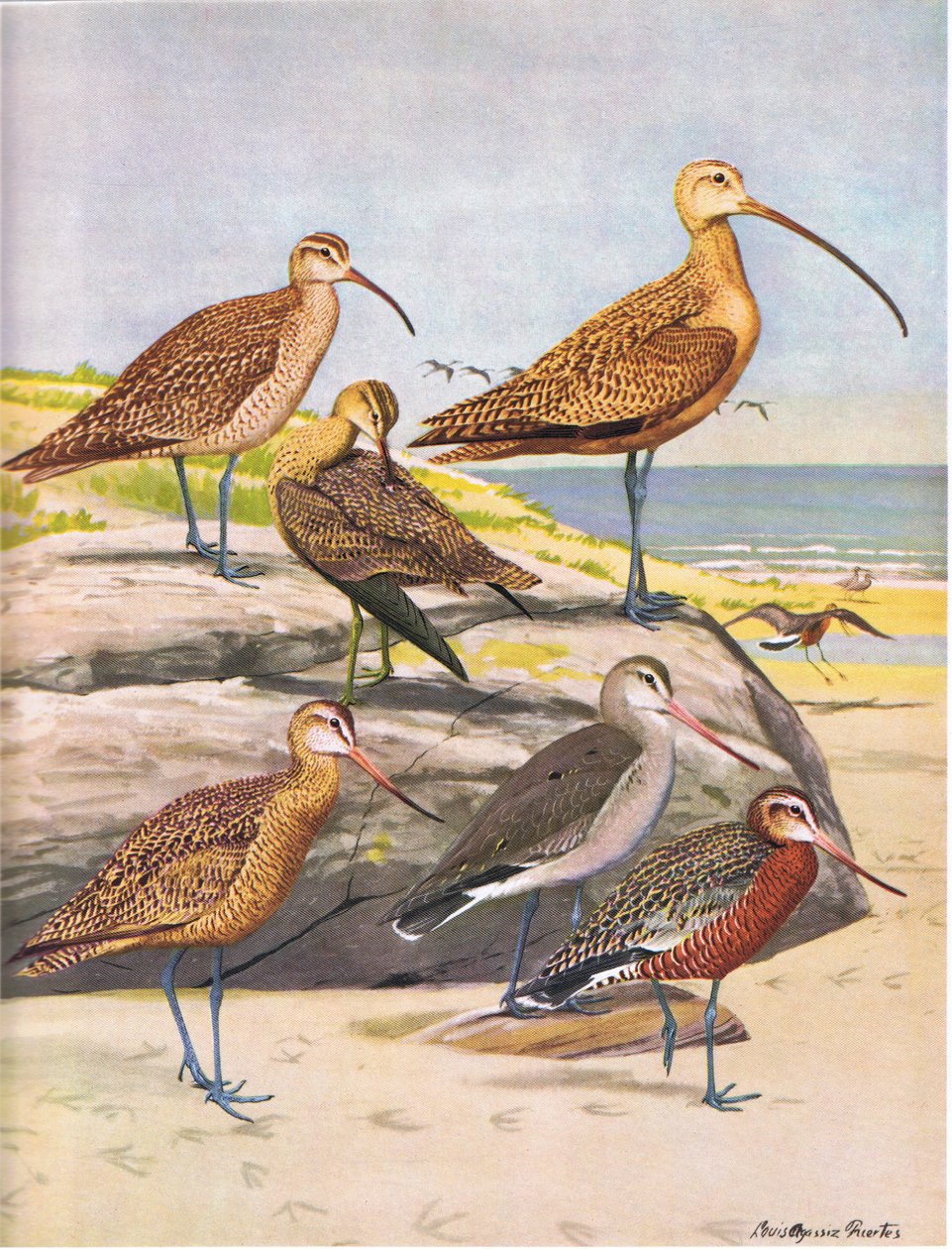 Hudsonian Curlew, Eskymo Curlew, Long Billed Curlew, Marbled Godwit, Hudsonian Godwit od Louis Agassiz Fuertes