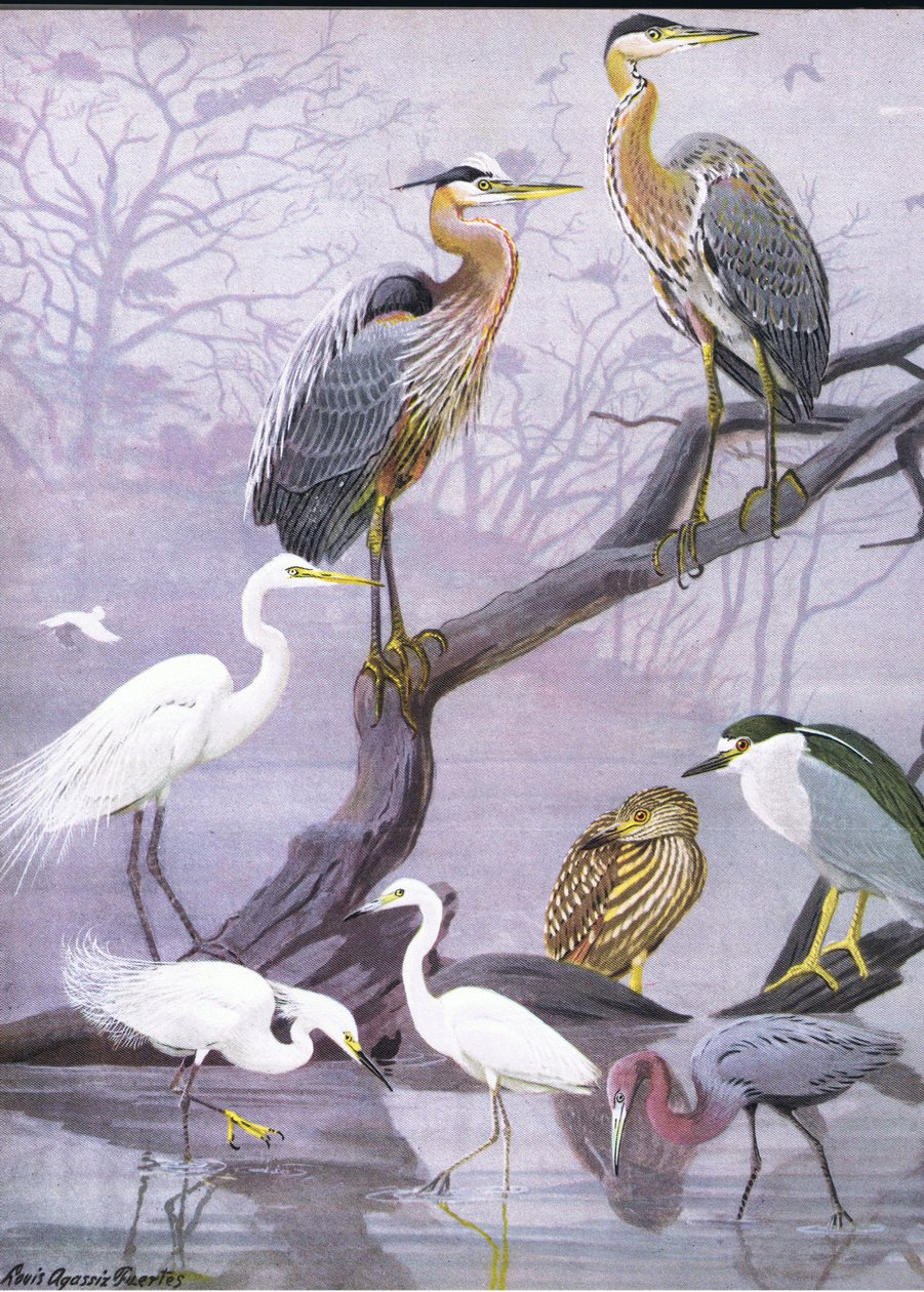 Ilustrace z knihy The Natural History of American Birds of Eastern and Central Nort America, kterou vydalo nakladatelství Bramhall House v roce 1970. od Louis Agassiz Fuertes
