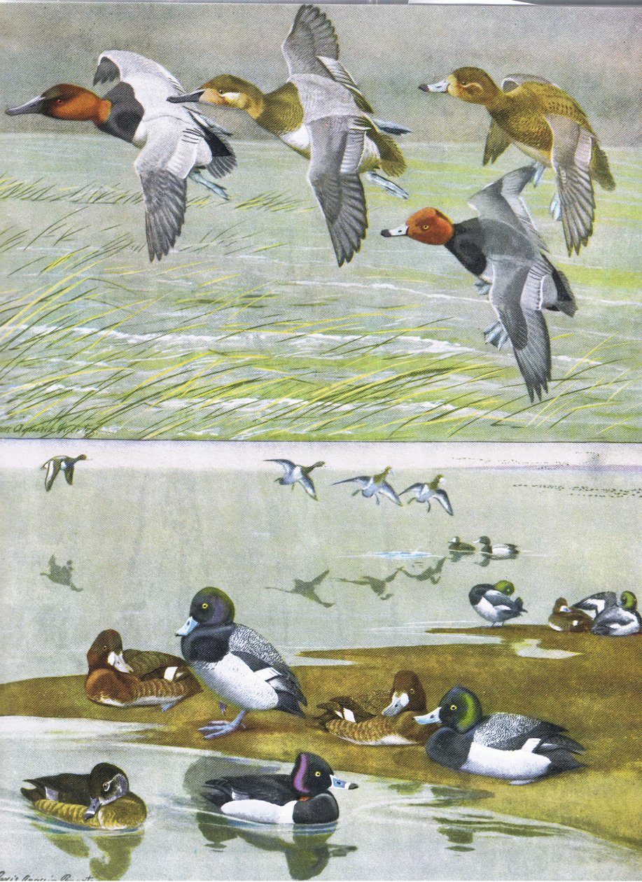 Ilustrace z hospody The Natural History of American Birds of Eastern and Central North America. od Bramhall House kolem roku 1970 od Louis Agassiz Fuertes