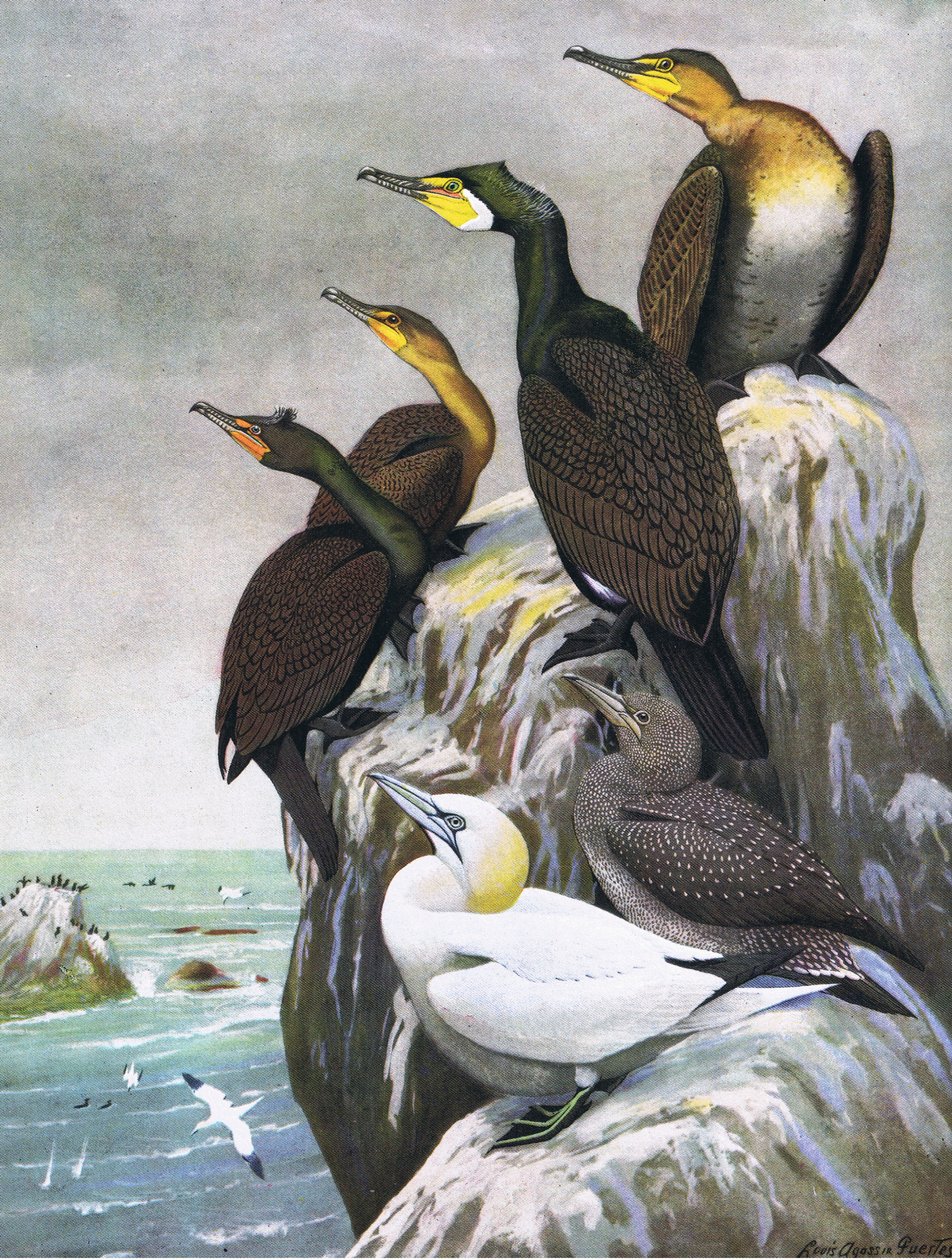 Ilustrace z hospody The Natural History of American Birds of Eastern and Central North America. od Bramhall House kolem roku 1970 od Louis Agassiz Fuertes