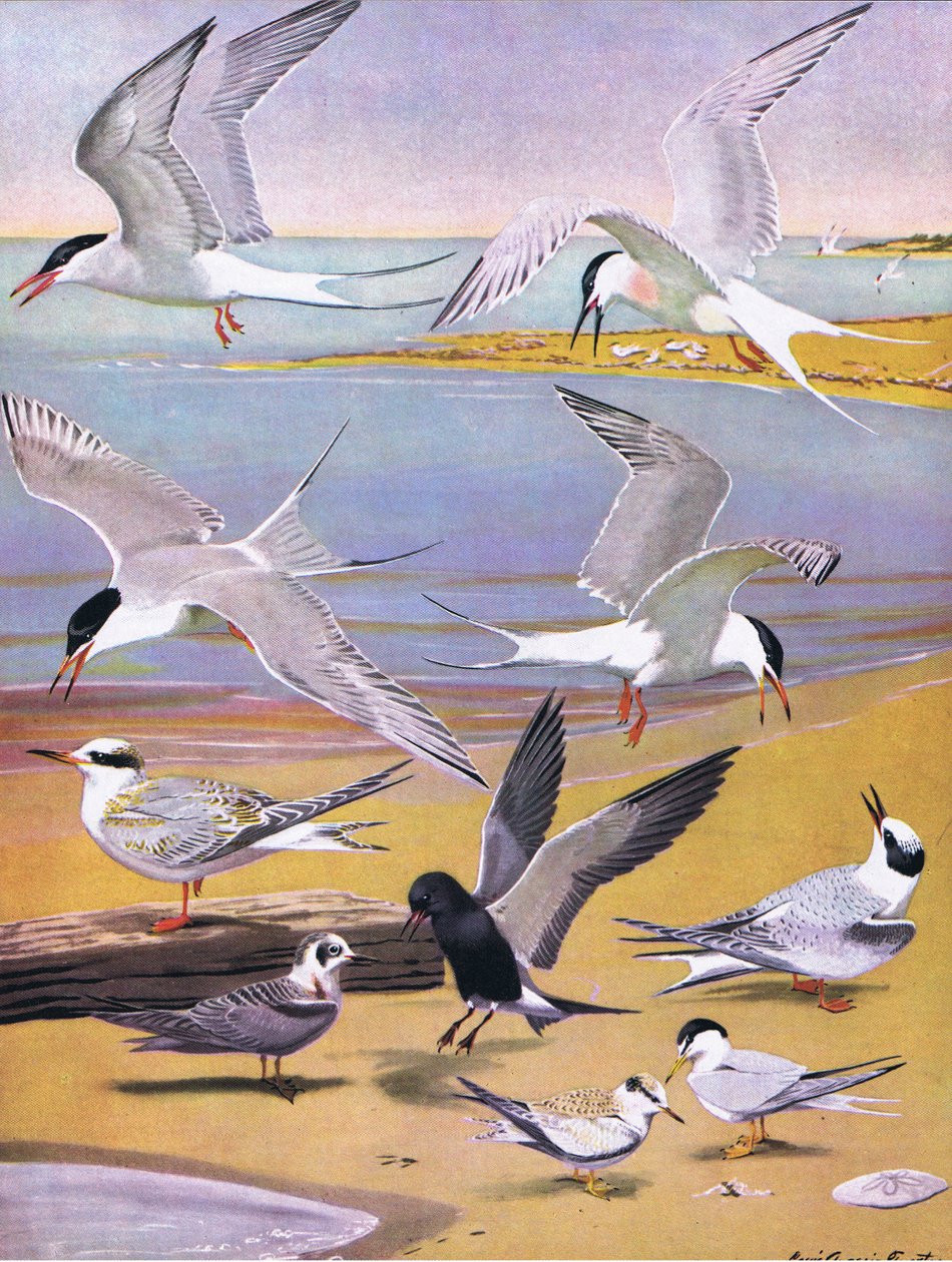 Ilustrace z hospody The Natural History of American Birds of Eastern and Central North America. od Bramhall House kolem roku 1970 od Louis Agassiz Fuertes