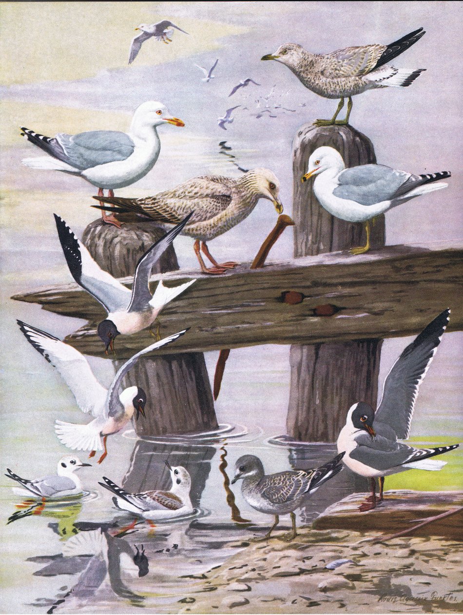 Ilustrace z hospody The Natural History of American Birds of Eastern and Central North America. od Bramhall House kolem roku 1970 od Louis Agassiz Fuertes