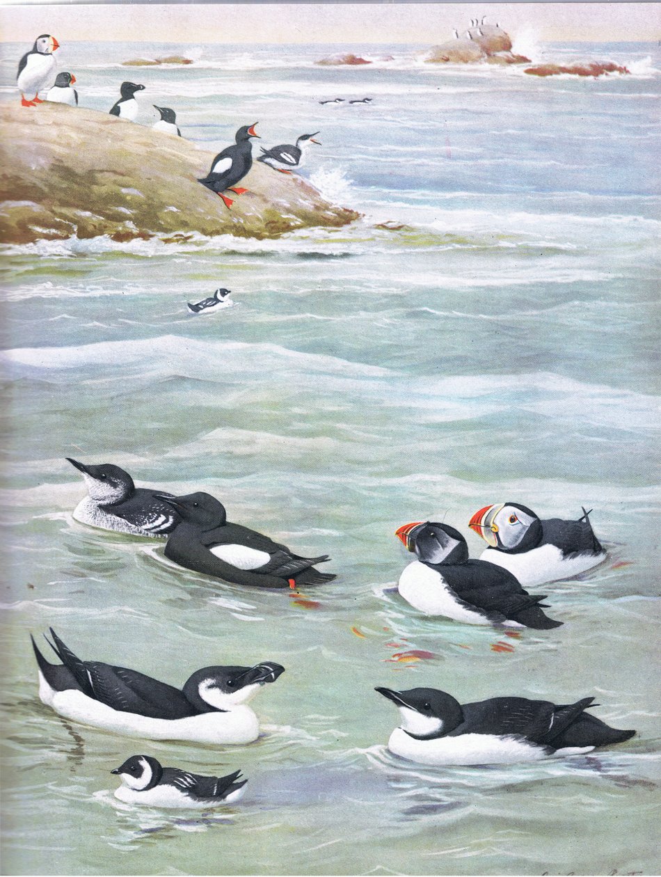 Ilustrace z hospody The Natural History of American Birds of Eastern and Central North America. od Bramhall House kolem roku 1970 od Louis Agassiz Fuertes