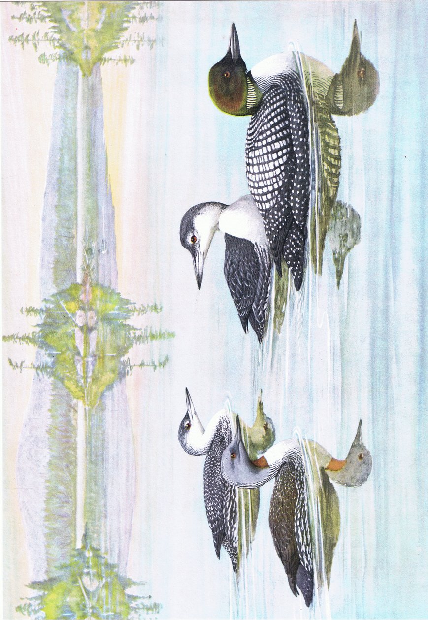 Ilustrace z hospody The Natural History of American Birds of Eastern and Central North America. od Bramhall House kolem roku 1970 od Louis Agassiz Fuertes
