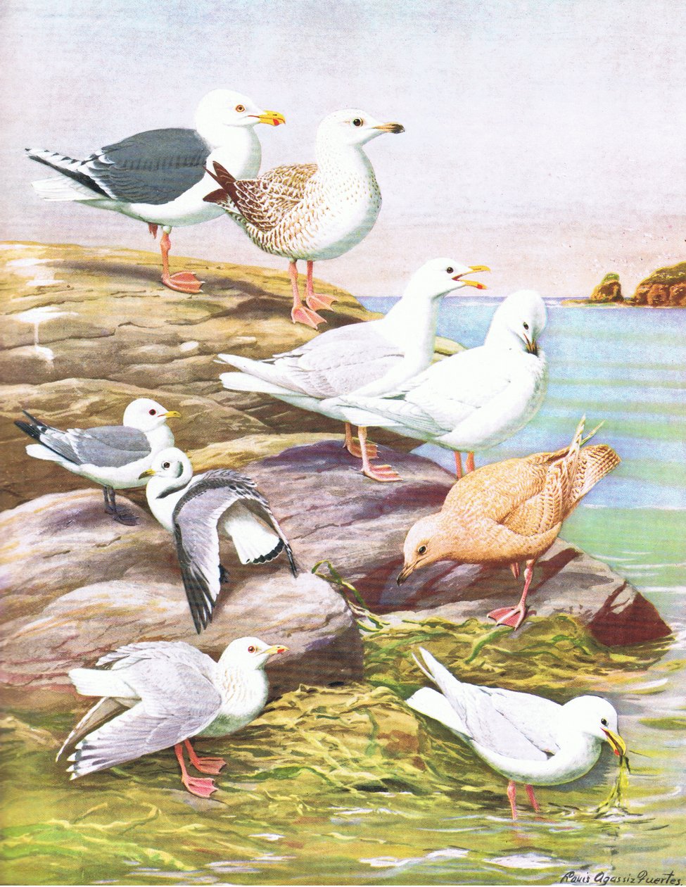 Ilustrace z hospody The Natural History of American Birds of Eastern and Central North America. od Bramhall House kolem roku 1970 od Louis Agassiz Fuertes