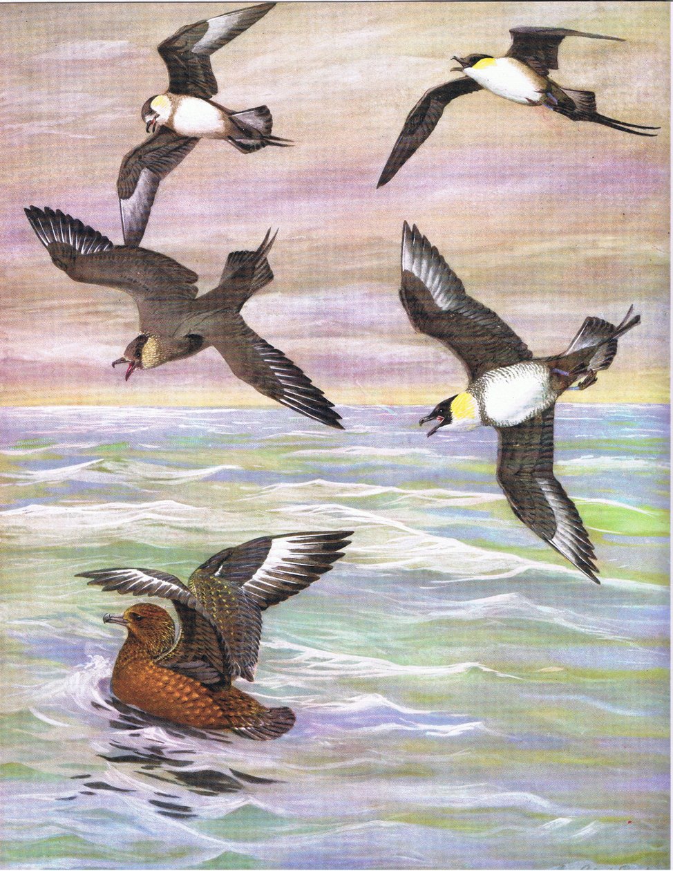 Ilustrace z hospody The Natural History of American Birds of Eastern and Central North America. od Bramhall House kolem roku 1970 od Louis Agassiz Fuertes
