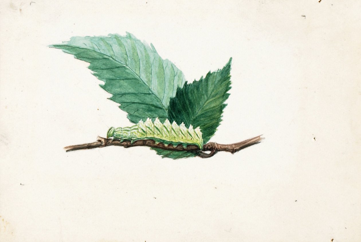 Housenka Jagged Leaf Edge Caterpillar, studie ke knize Concealing Coloration in the Animal Kingdom (Skrývání zbarvení v živočišné říši) od Louis Agassiz Fuertes