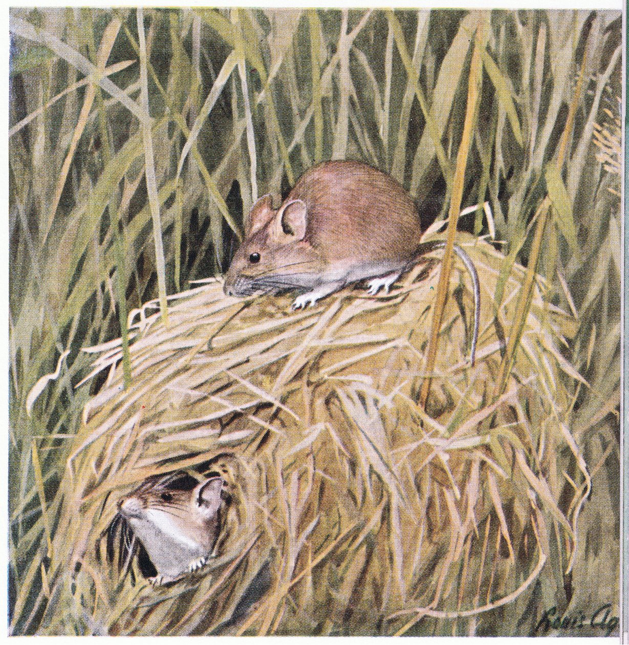 Western Harvest Mouse žije a rozmnožuje se v travnatém hnízdě od Louis Agassiz Fuertes