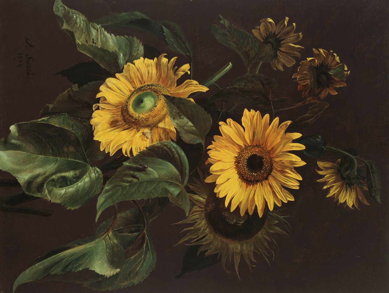 Slunečnice, 1839 od Louis Apollinaire Sicard
