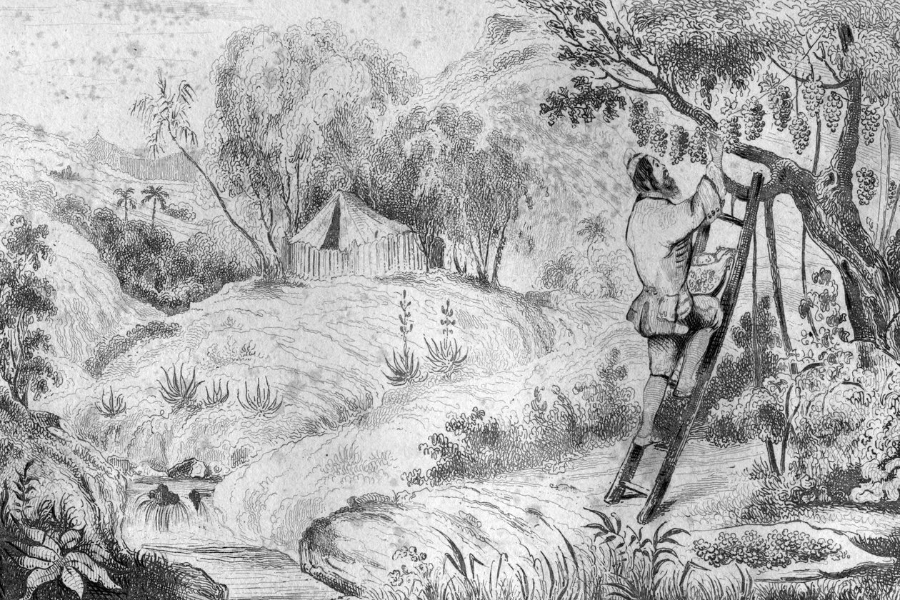Měl jsem více než dvě stě shluků... rytin podle kresby M. de Sainsona pro Knihu Daniela Defoe (De foe) “Robinson Crusoe”” francouzské vydání z roku 1837. od Louis Auguste de Sainson