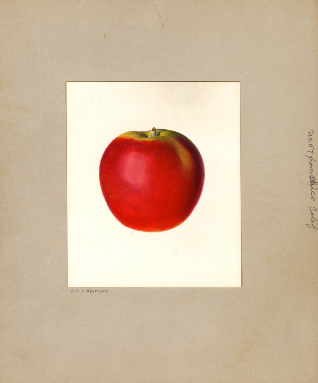 Jablko domácí (Malus domestica: č. 57) (akvarel) od Louis Charles Christopher Krieger