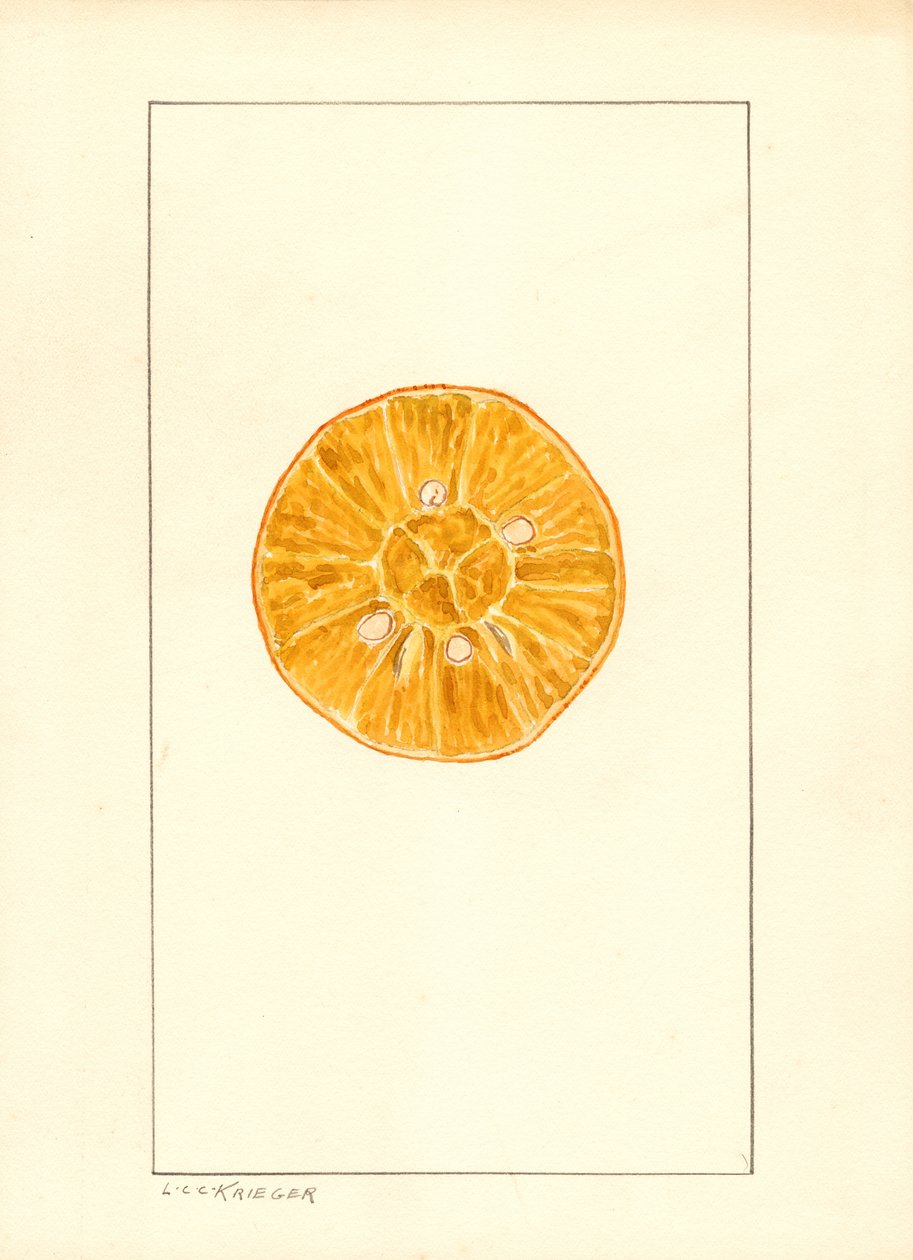 Pomeranč (Citrus sinensis) (vodová barva) od Louis Charles Christopher Krieger