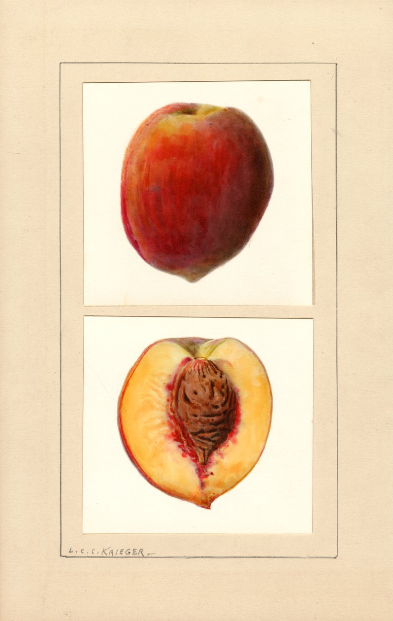 Broskve (Prunus persica: číslo 10) (akvarel) od Louis Charles Christopher Krieger