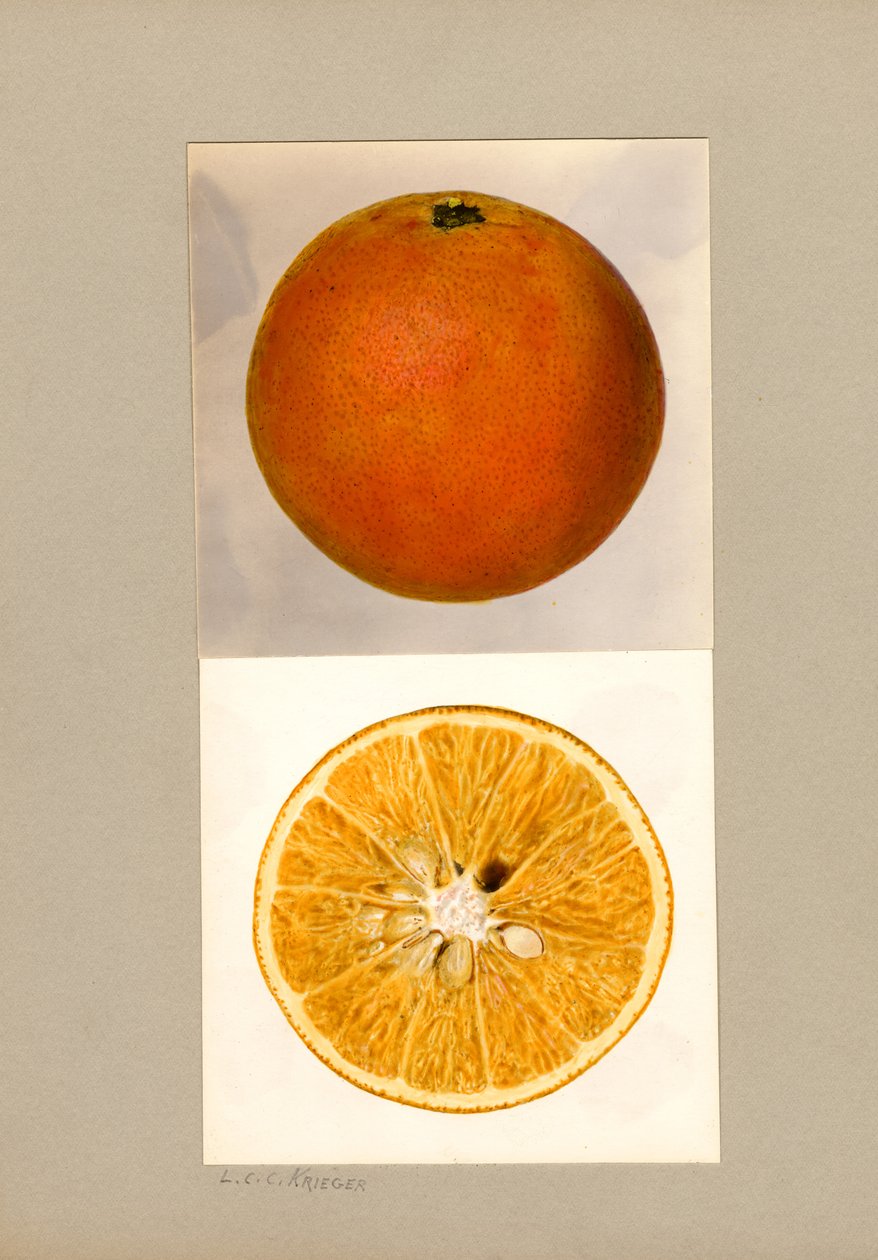 Ananasový pomeranč (Citrus sinensis) od Louis Charles Christopher Krieger
