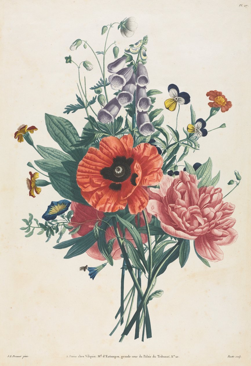 Sbírka květin a plodů malovaných podle přírody: Kytice náprstníku, Clematis..., 1805. od Louis Charles Ruotte