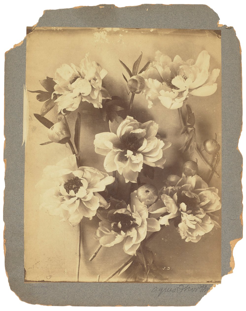 Tiffany Studios, cca 1898-1920 (fotografie č/b) od Louis Comfort Tiffany