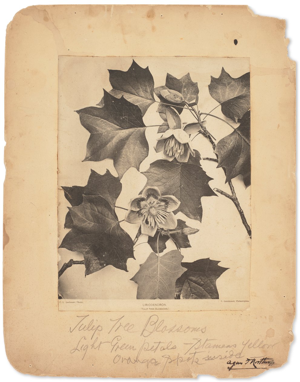 Tiffany Studios, cca 1898-1920 (fotografie č/b) od Louis Comfort Tiffany