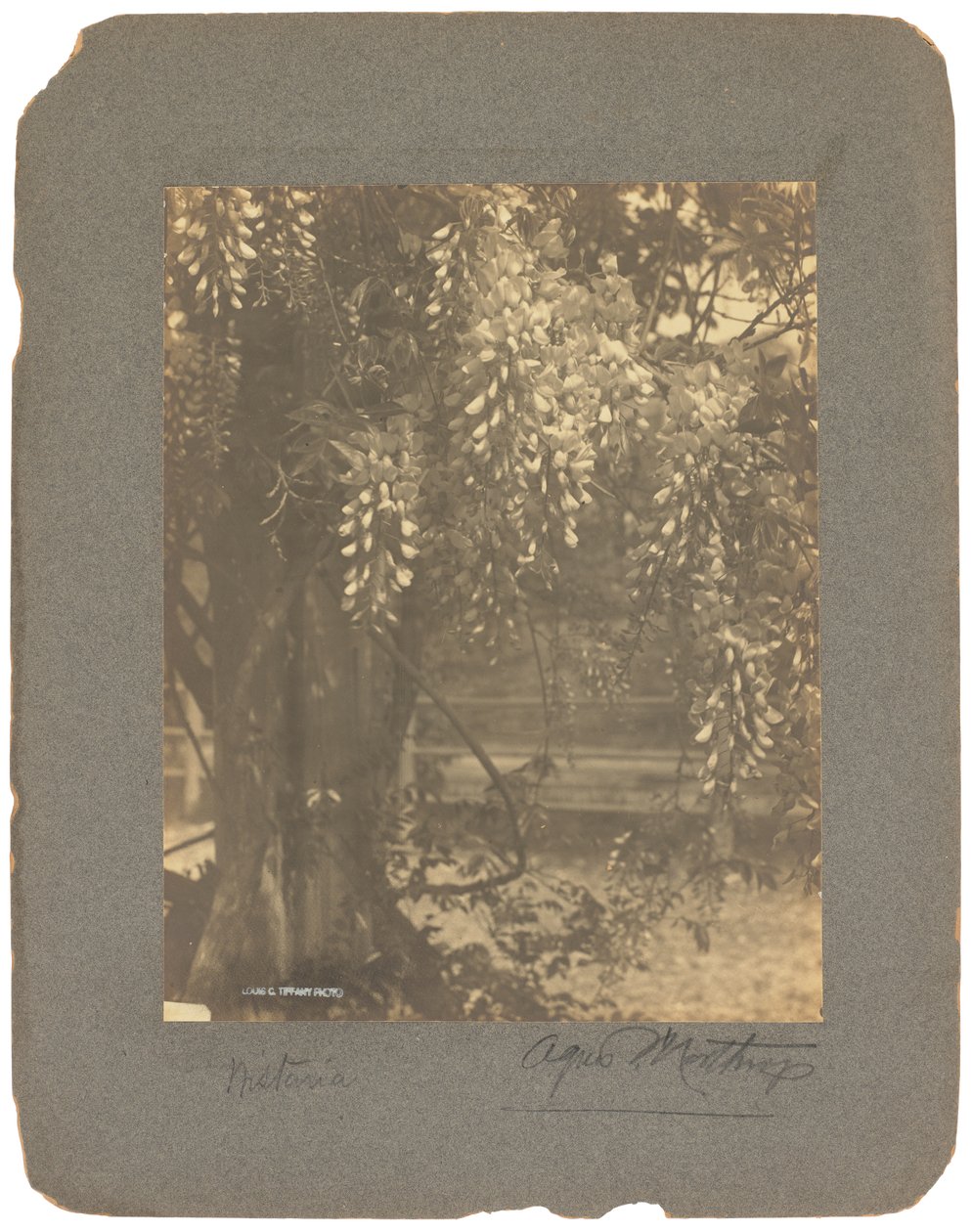 Tiffany Studios, cca 1898-1920 (fotografie č/b) od Louis Comfort Tiffany