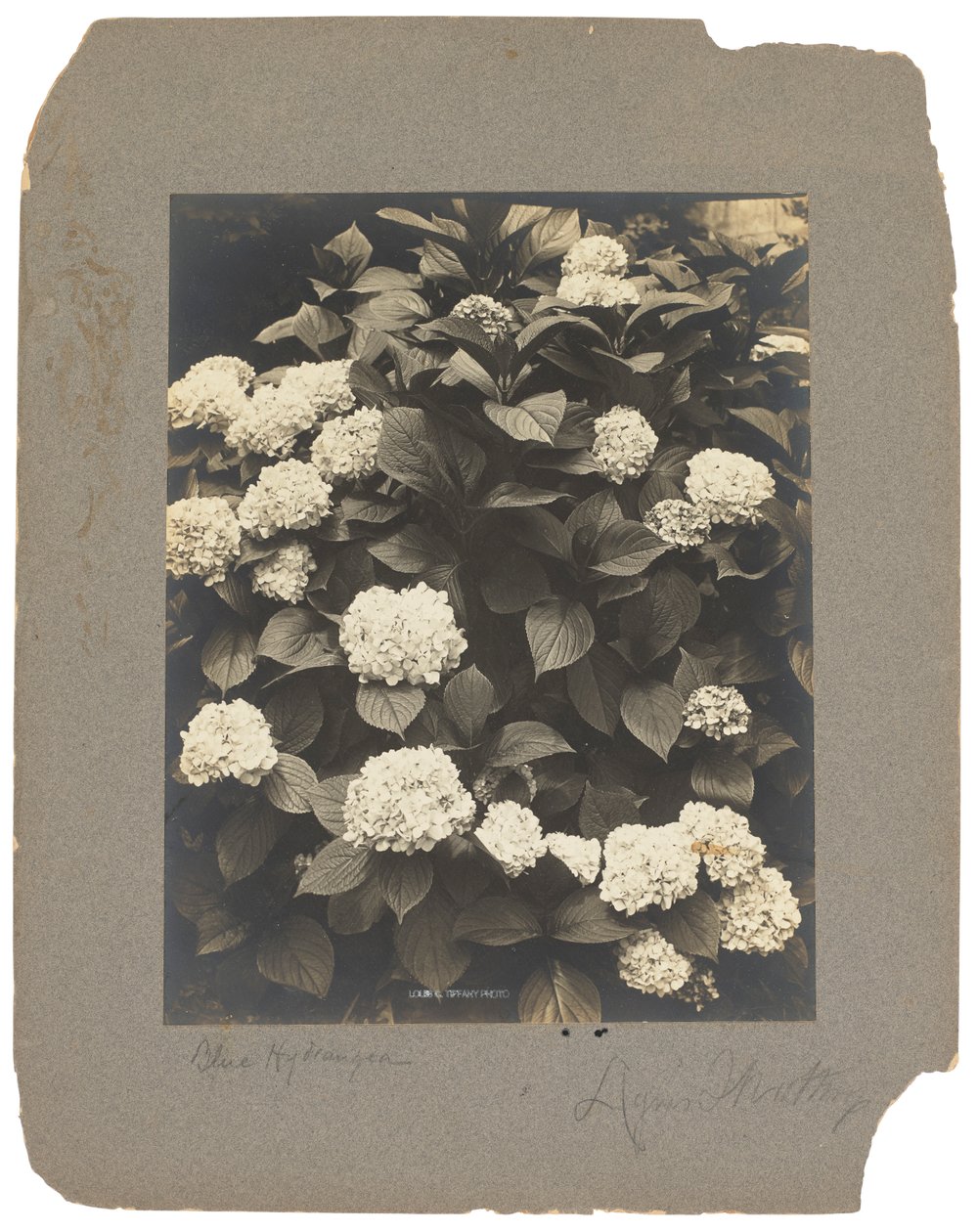 Tiffany Studios, cca 1898-1920 (fotografie č/b) od Louis Comfort Tiffany