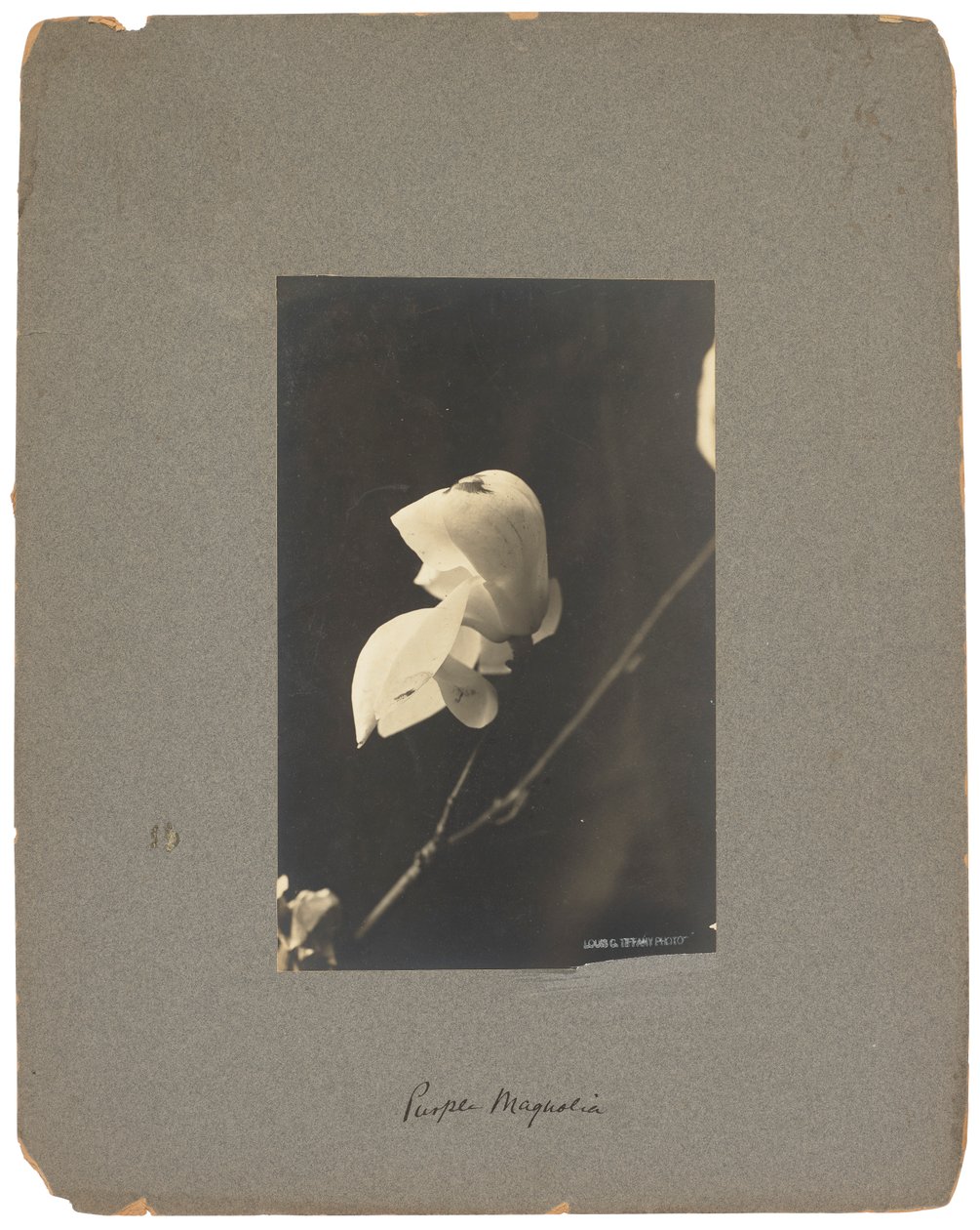 Tiffany Studios, cca 1898-1920 (fotografie č/b) od Louis Comfort Tiffany
