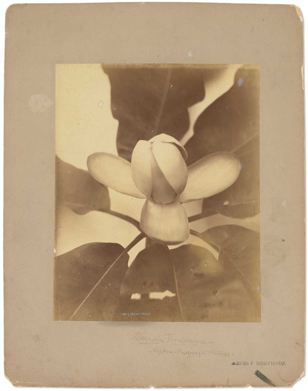 Tiffany Studios, cca 1898-1920 (fotografie č/b) od Louis Comfort Tiffany