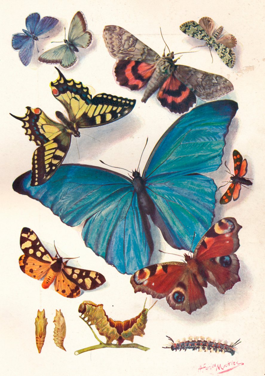 Příklad ilustrace barevných bloků pro vědeckou práci, c1903. od Louis Fairfax Muckley