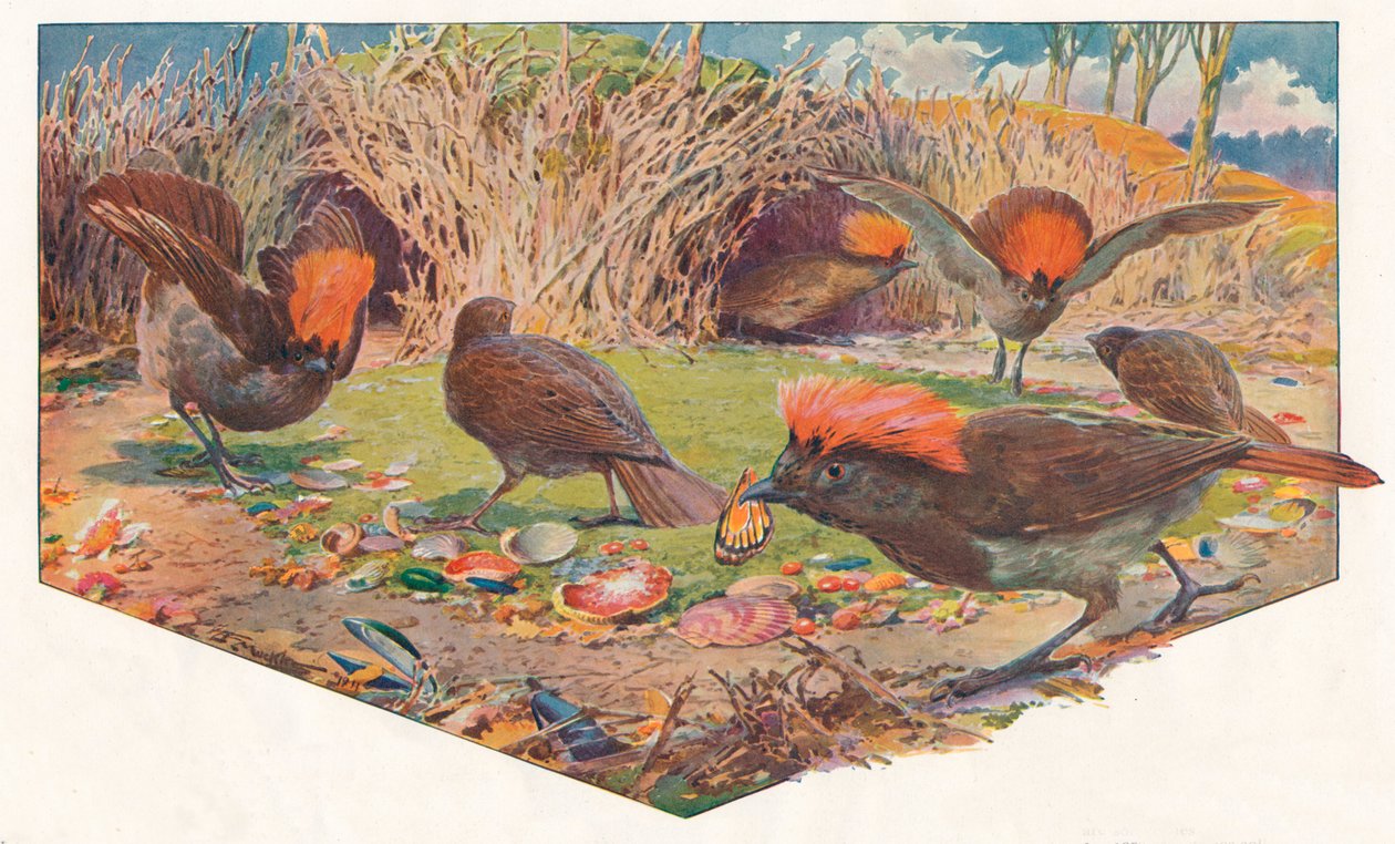 Gardener Bower Birds, 1911, 1911 od Louis Fairfax Muckley