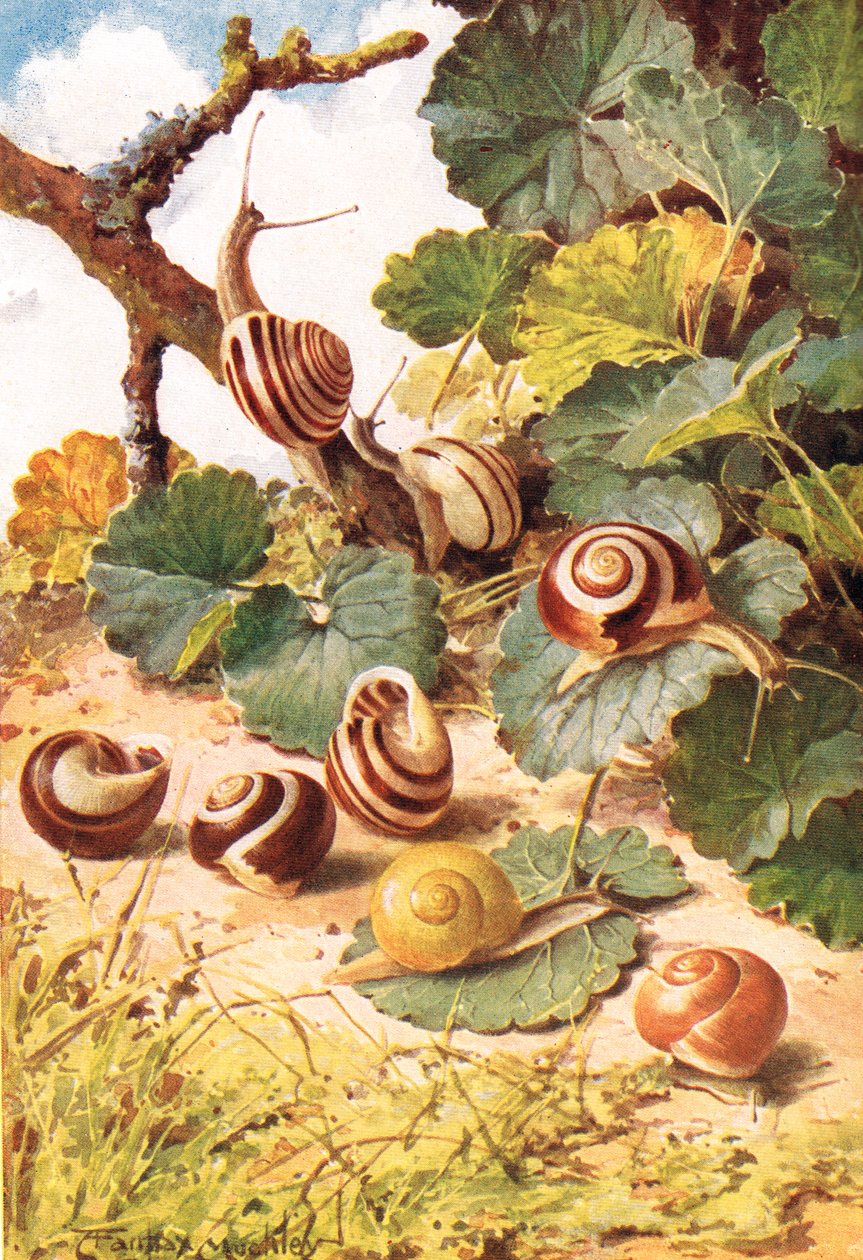 Land Snails, ilustrace z 