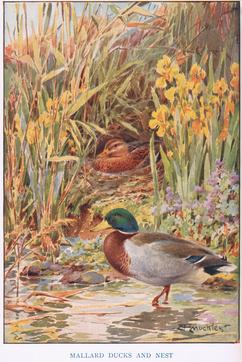 Kachna divoká a hnízdo, ilustrace z „Country Days and Country Ways“ (barevné lito) od Louis Fairfax Muckley