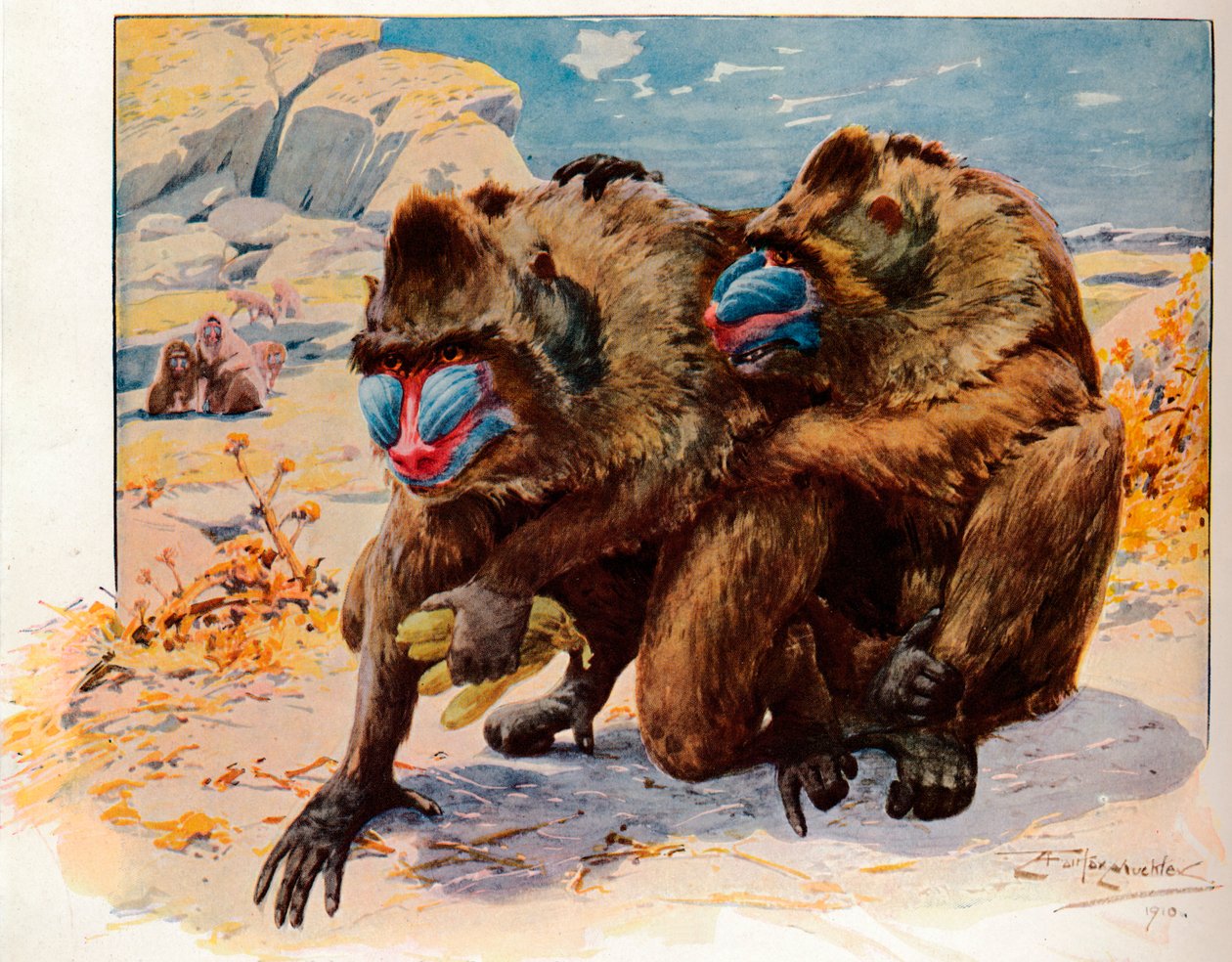 Mandrills, 1910, 1911 od Louis Fairfax Muckley