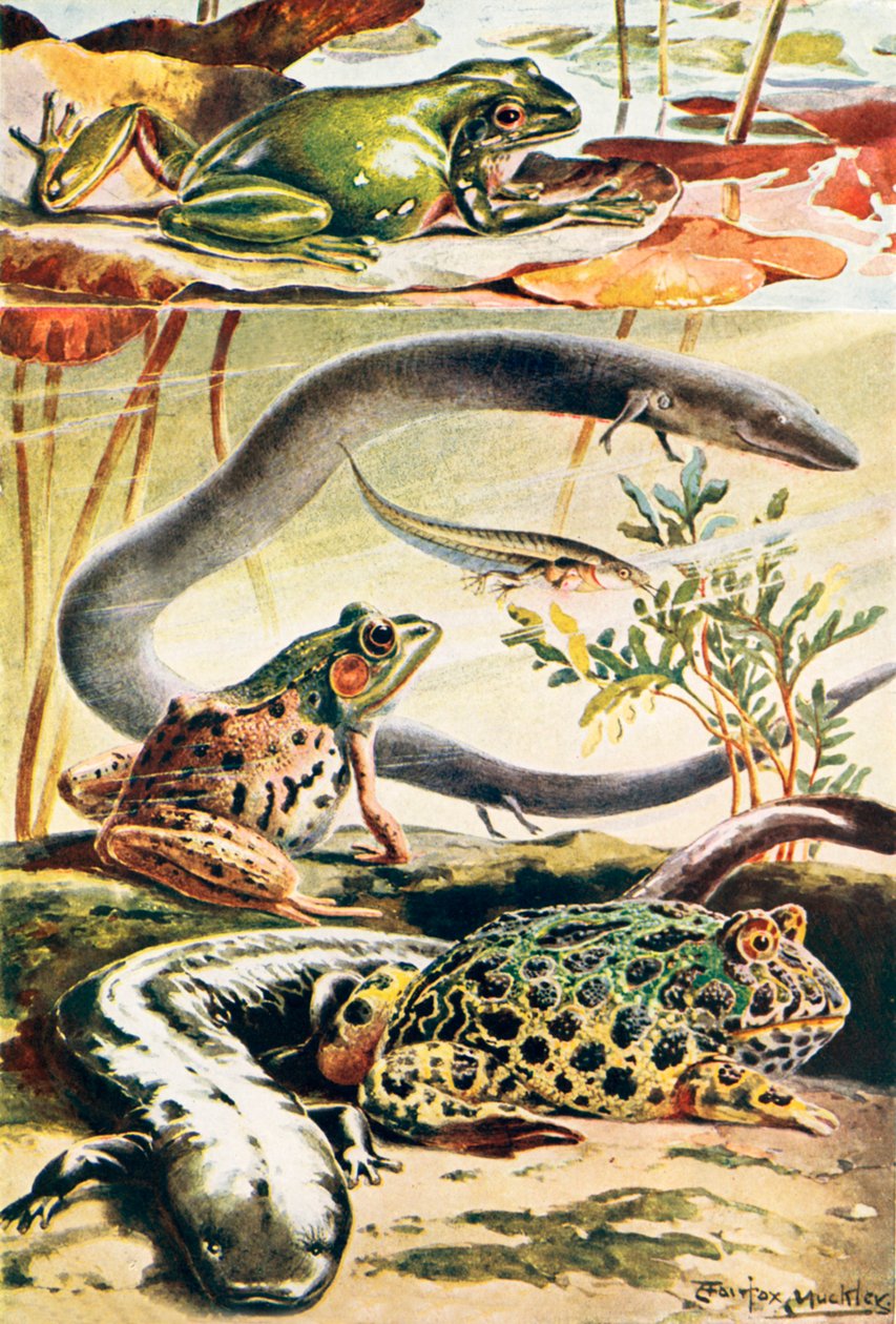 Šest typických obojživelníků (barevná litografie) od Louis Fairfax Muckley