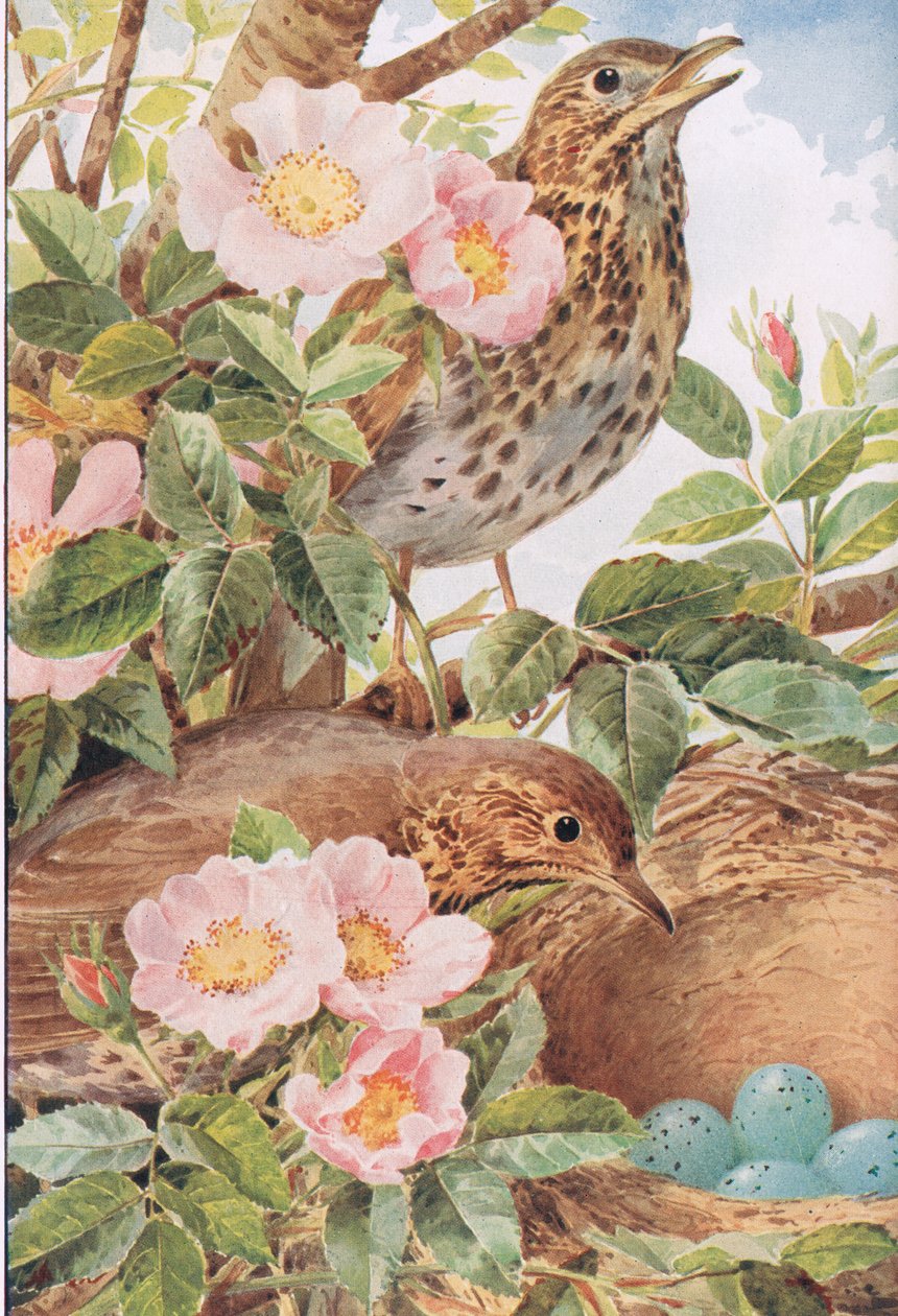 Drozdi zpěvní s hnízdem, ilustrace z „Country Days & Country Ways“ od Louis Fairfax Muckley
