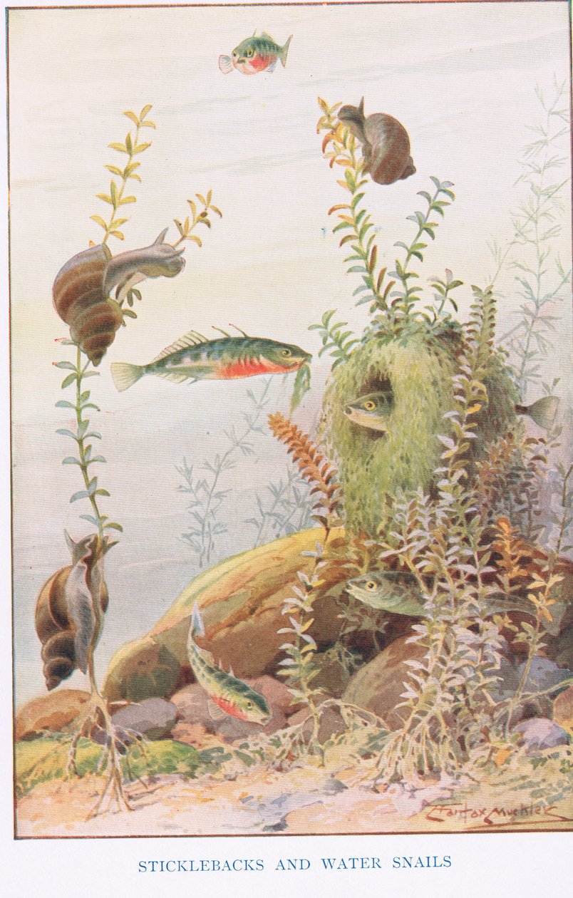 Sticklebacks and Water Snails, ilustrace z 