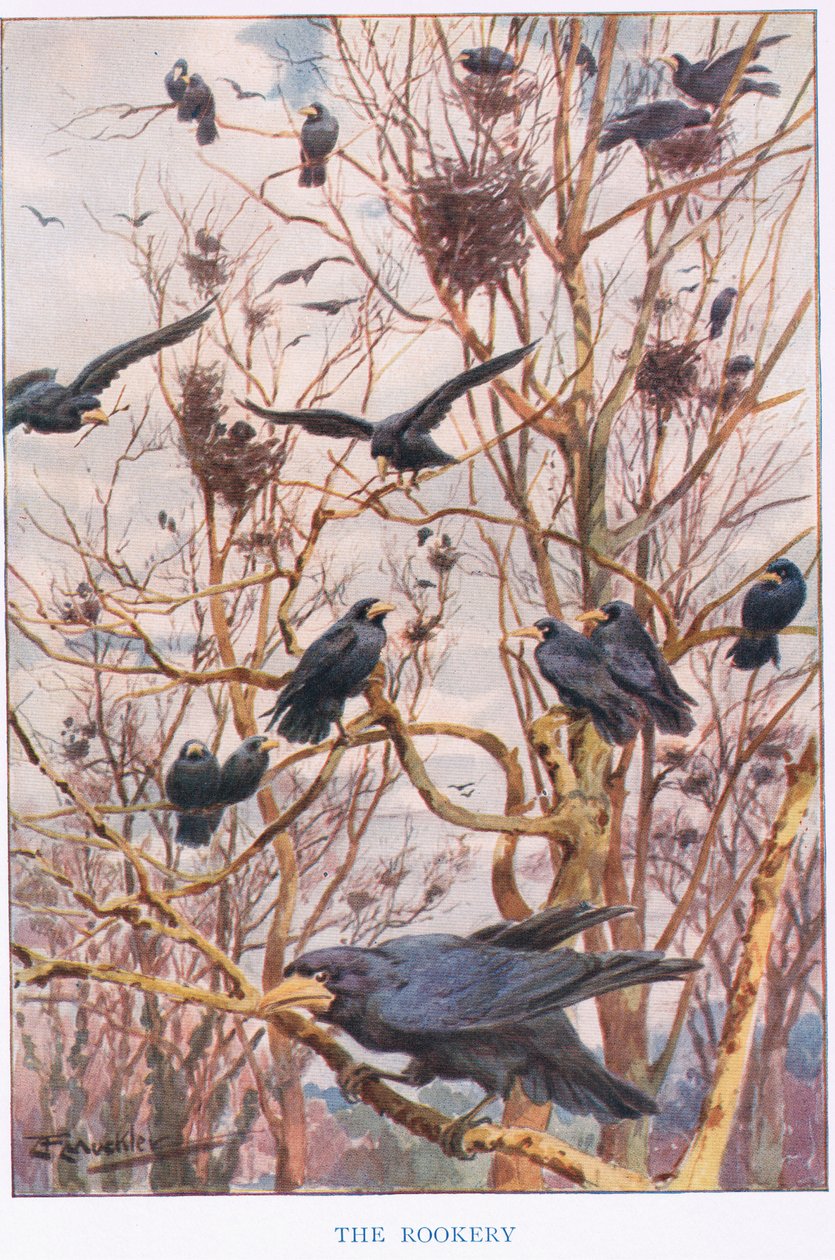 The Rookery, ilustrace z 
