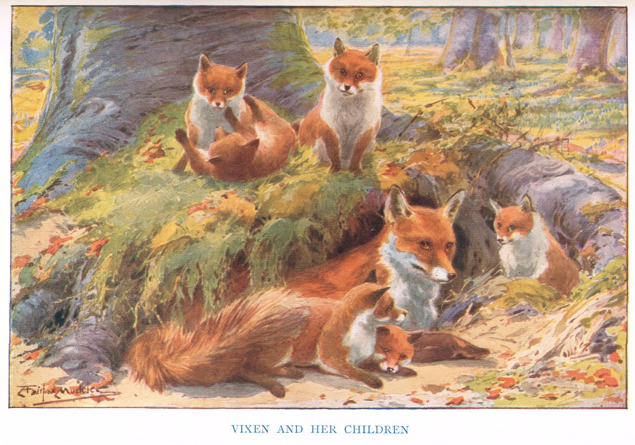 Vixen a její děti, ilustrace z 