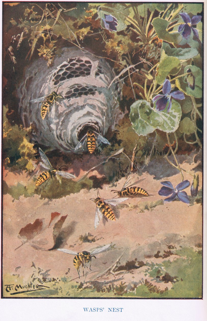 Vosí hnízdo, ilustrace z 