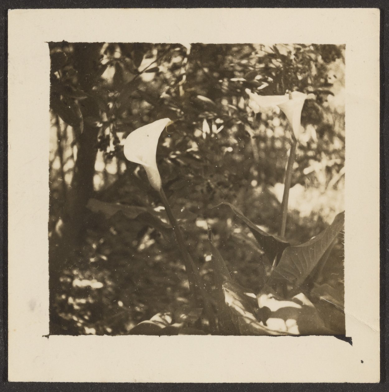 [Lilie] od Louis Fleckenstein