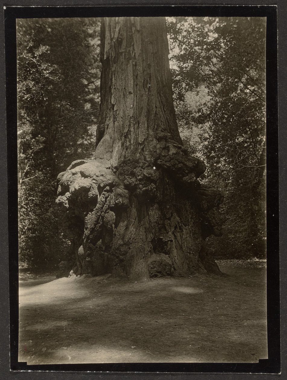 [Sekvoj, Big Basin] od Louis Fleckenstein