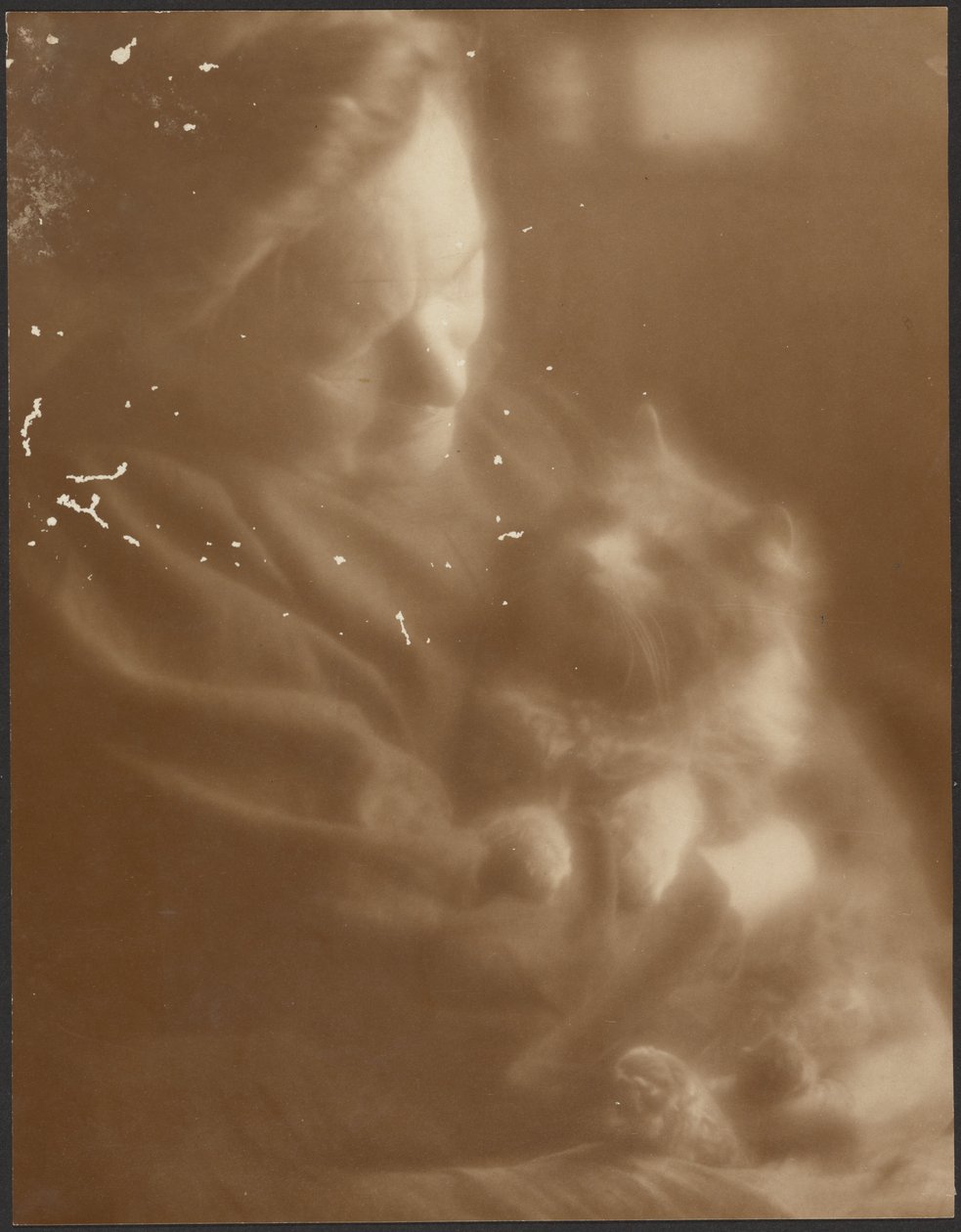 Domácí angora od Louis Fleckenstein