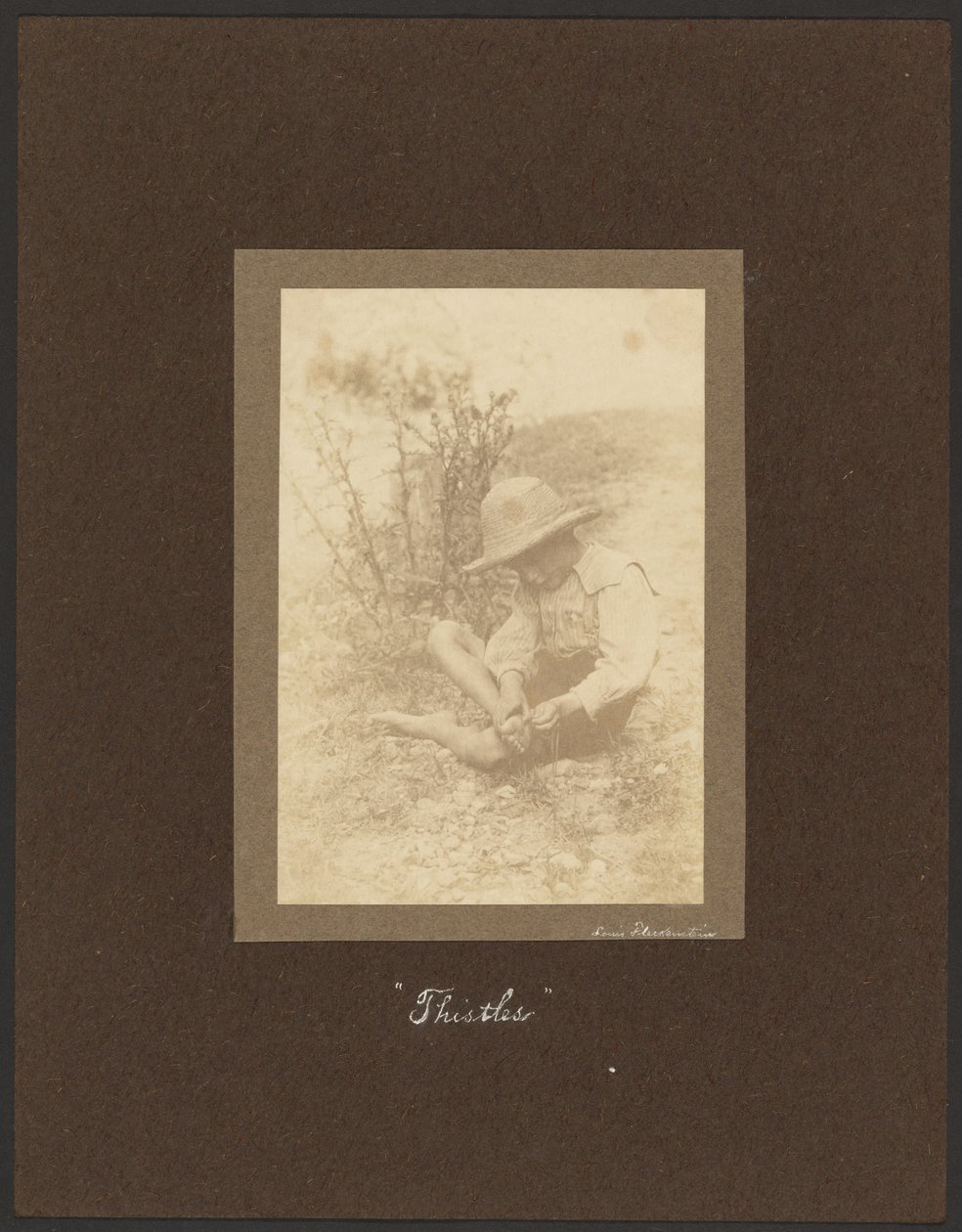 Bodláky od Louis Fleckenstein