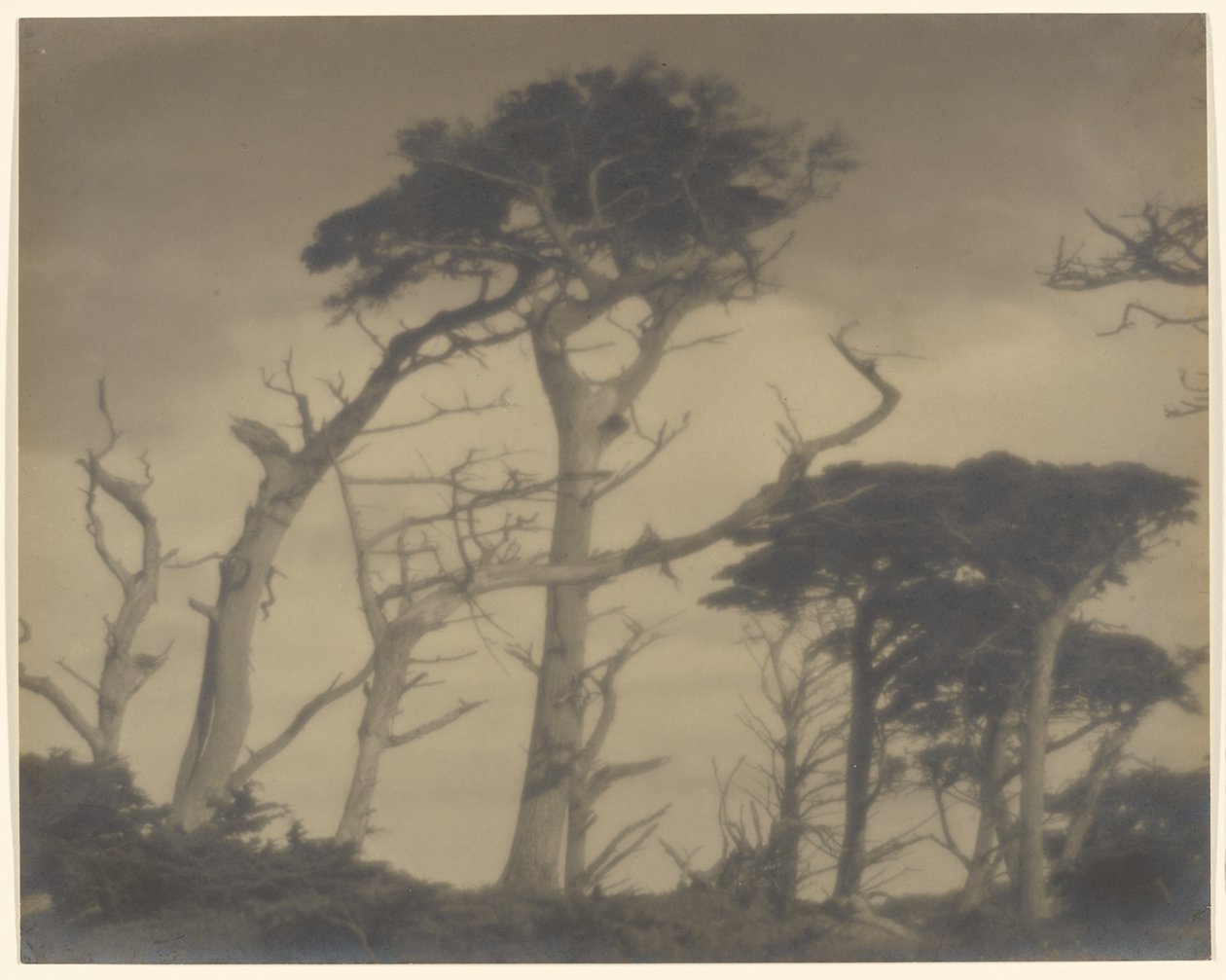 Twin Brothers - Carmel od Louis Fleckenstein