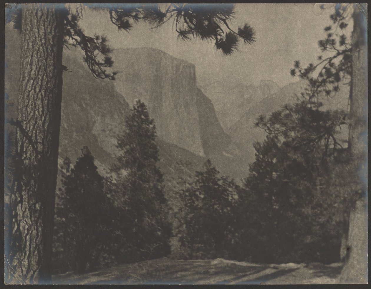 Yosemite, skrze borovice od Louis Fleckenstein
