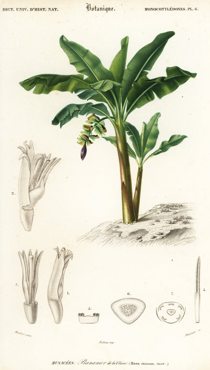 Banana, Musa acuminata., 1849 (rytina) od Louis Joseph Edouard Maubert